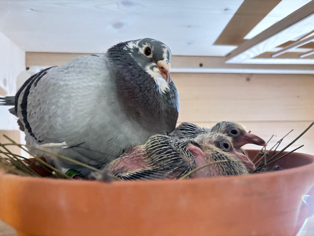 Pigeon breeding