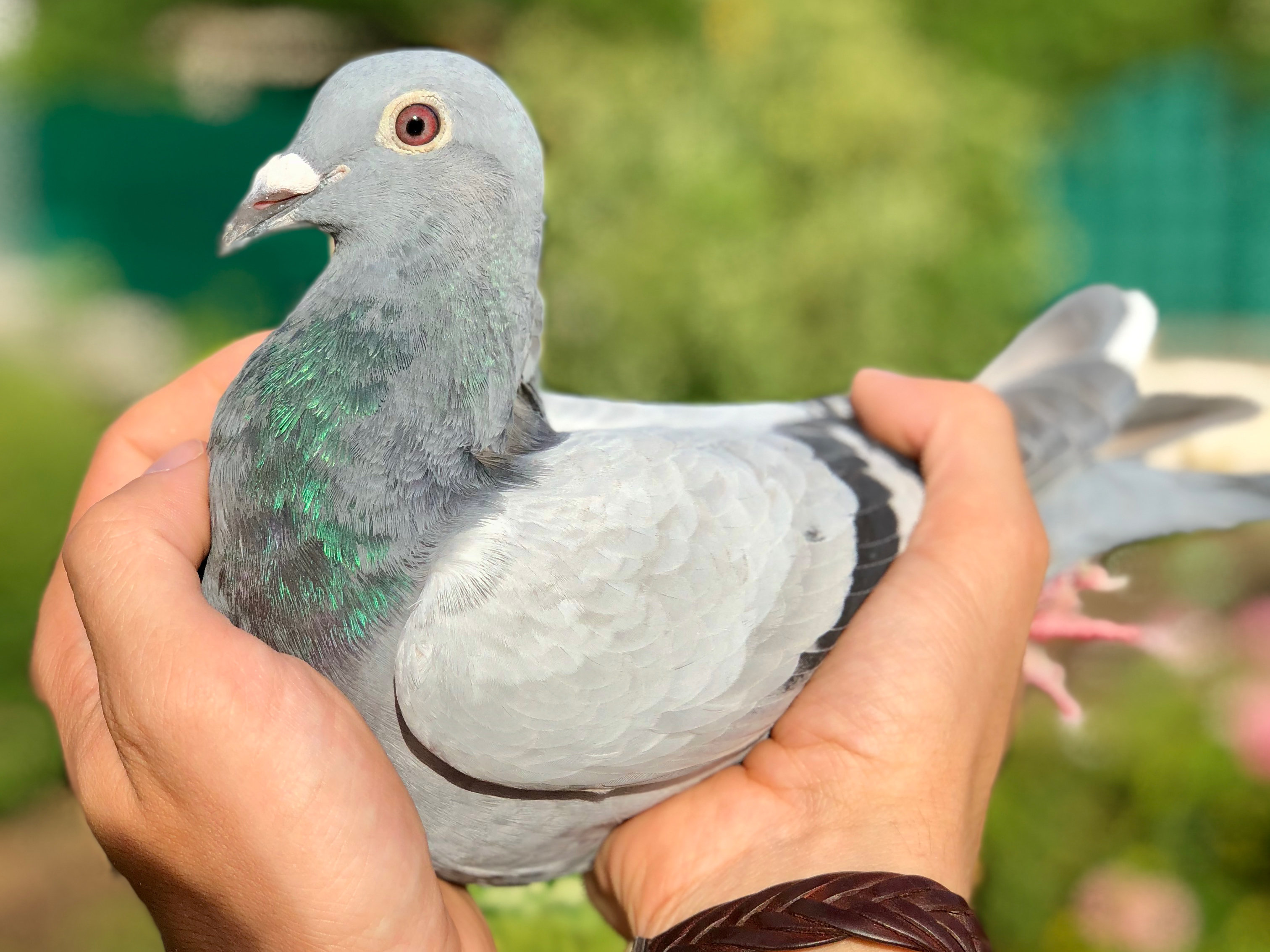 Young pigeon