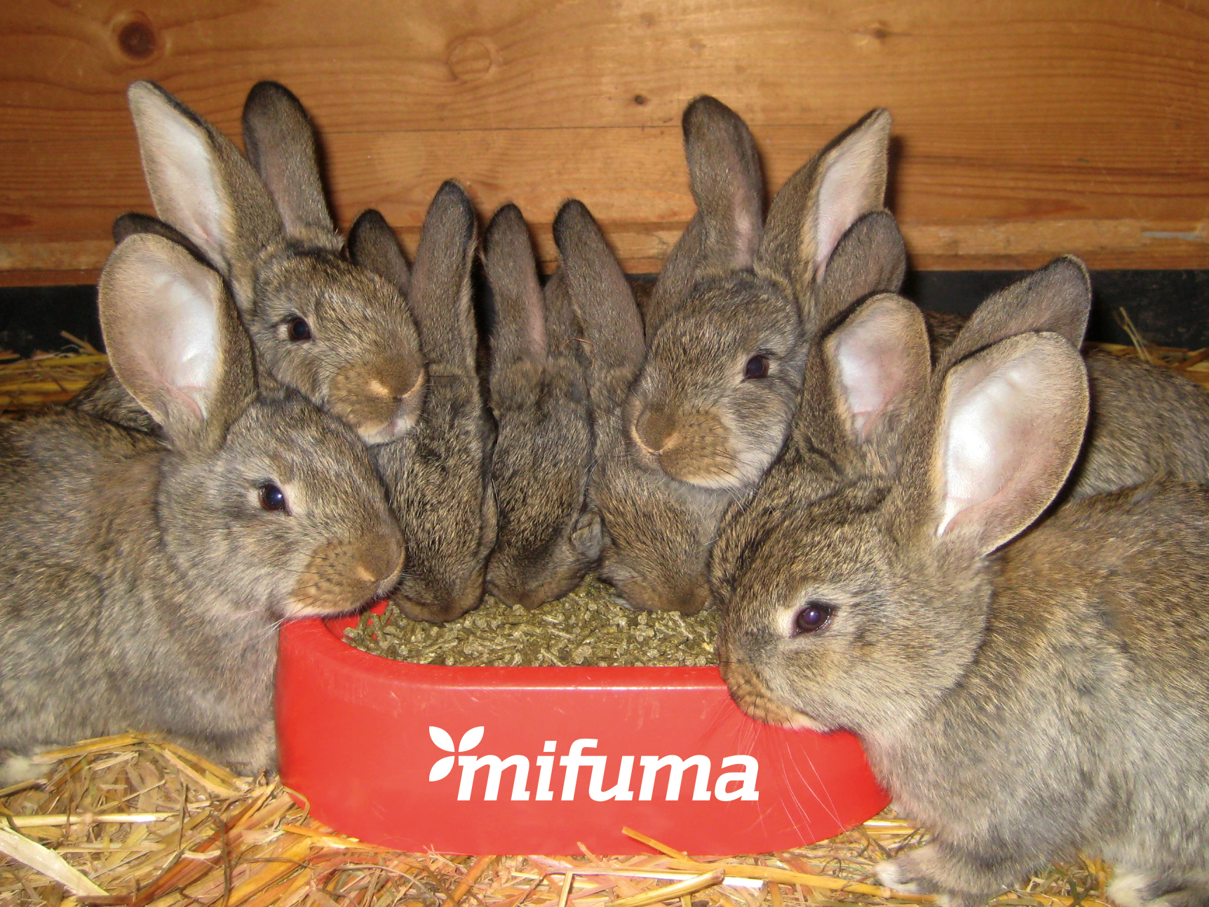 Rabbit food for all situations