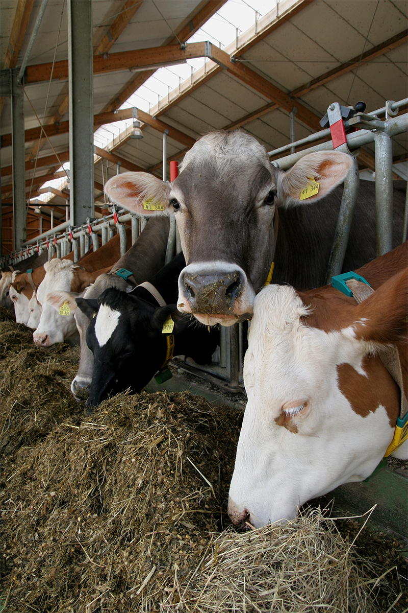 Mifuma Dairy Cattle Feed