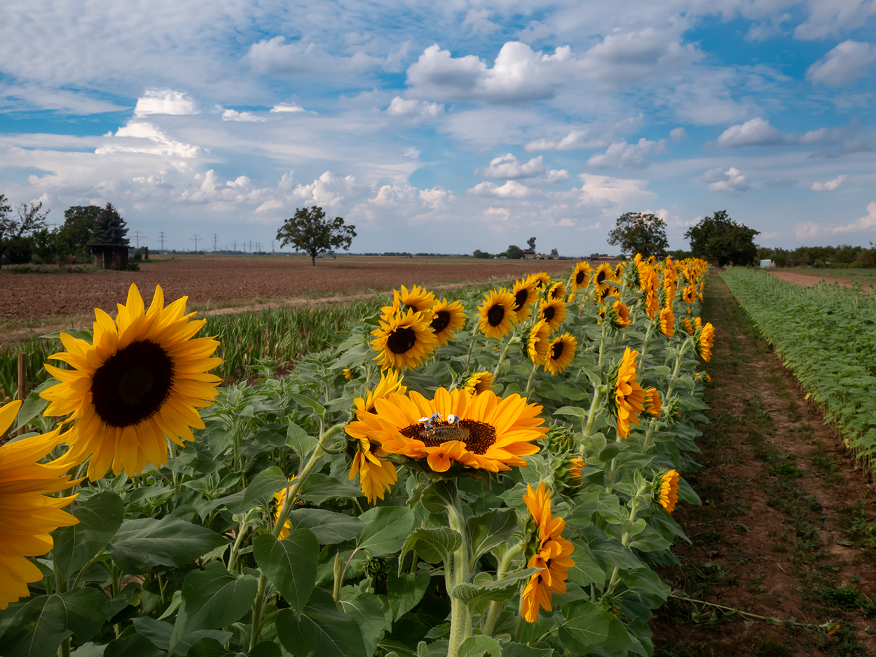 Little Mifuma Sunflower Seeds