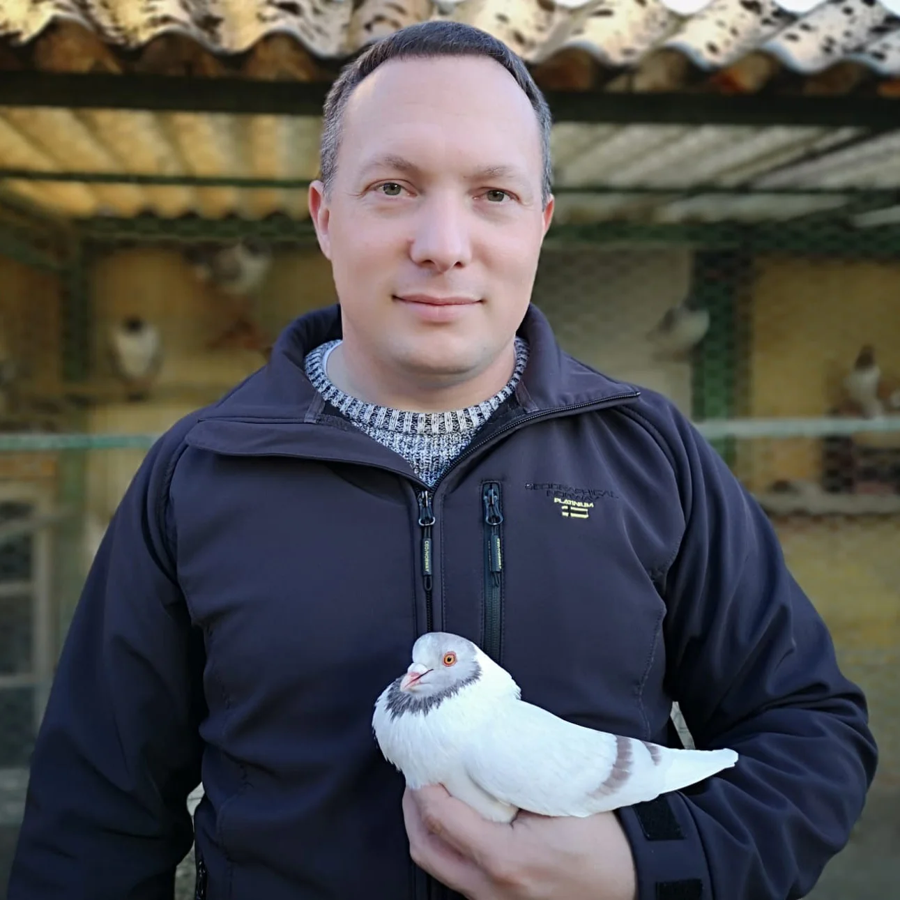 Racing pigeons Tomas