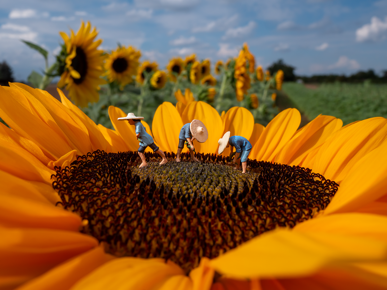 Little Mifuma Sunflower Seeds