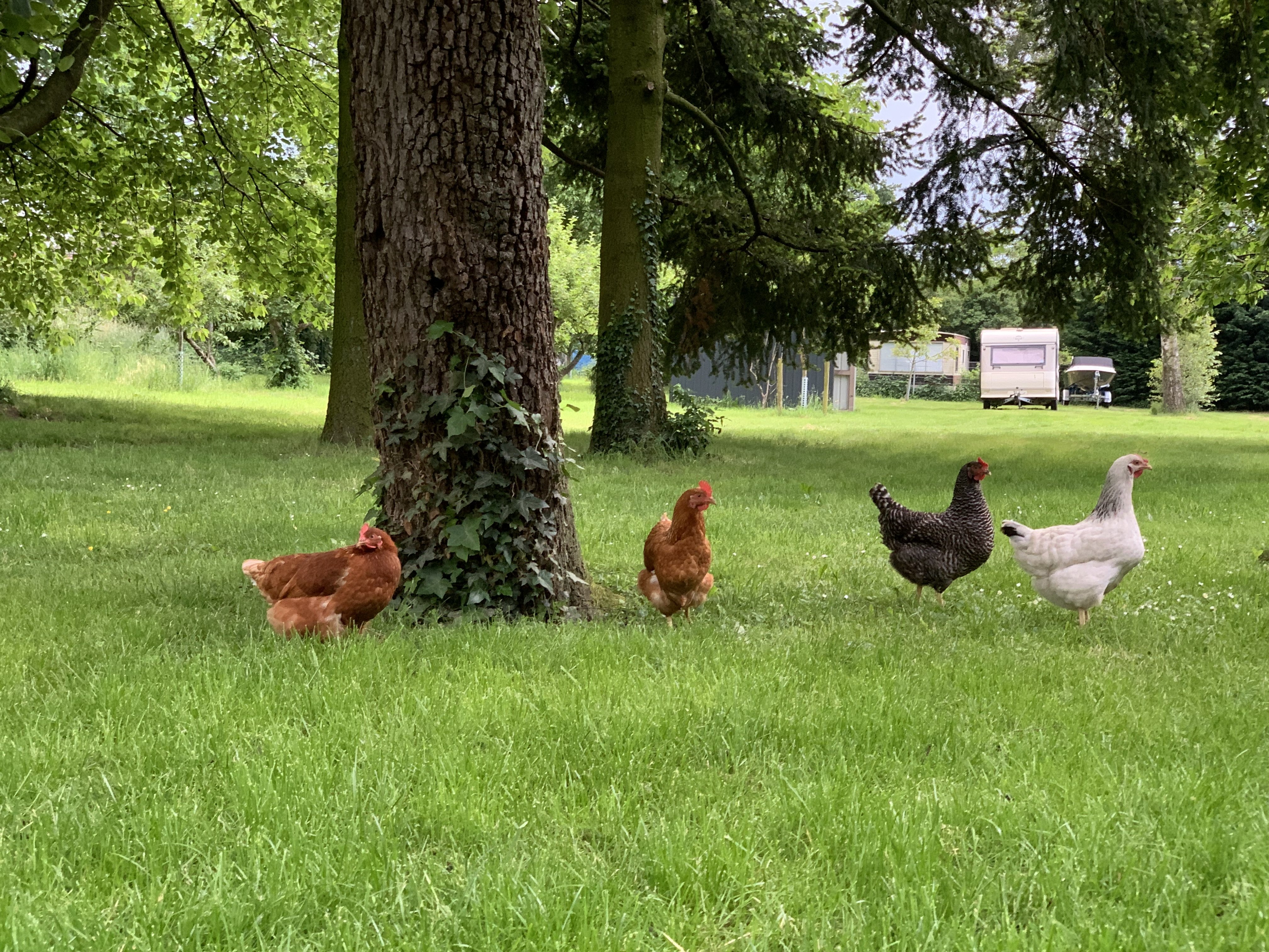 Colorful Poultry Troop