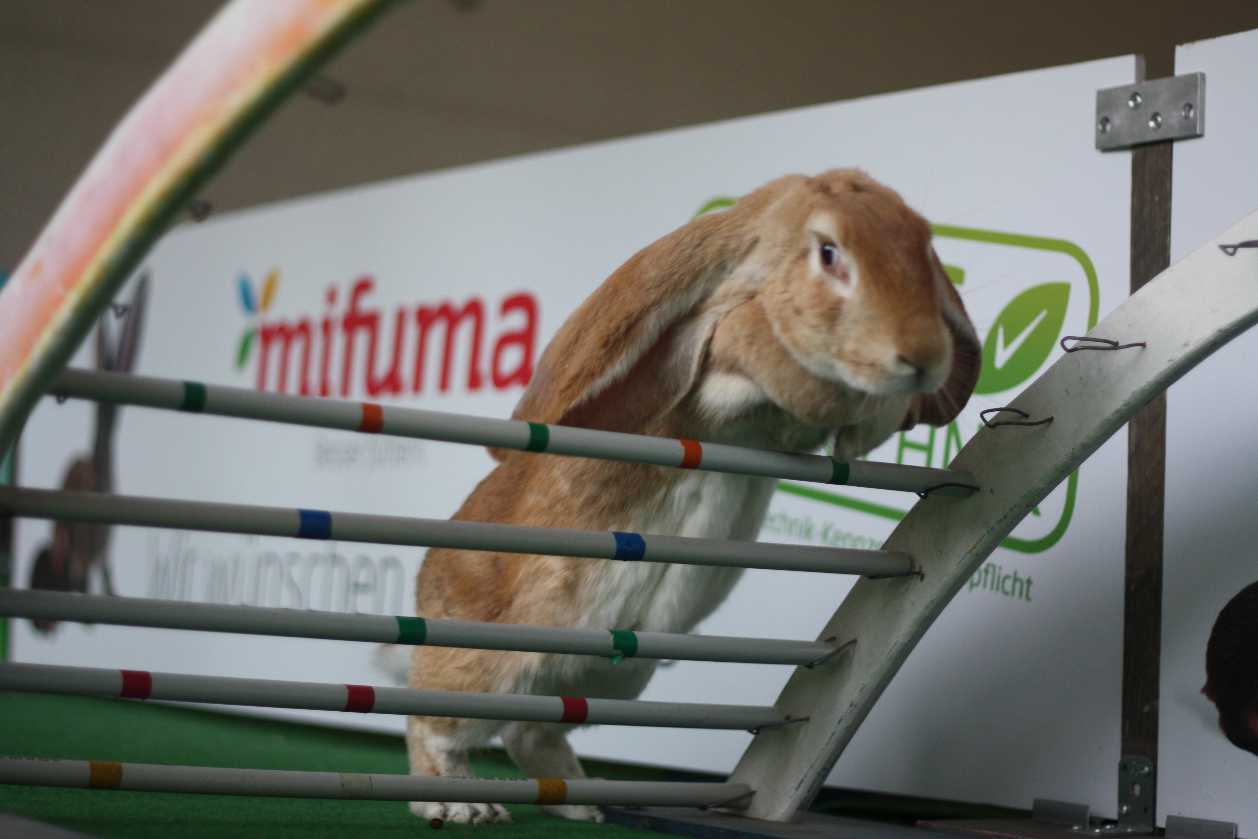 Rabbit Hopping Tournament